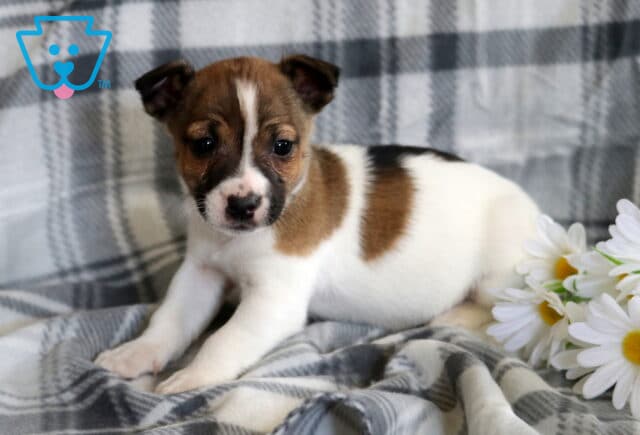 Lola Jack Russell2 image