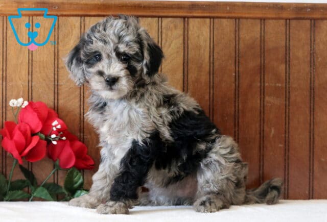 Lola Mini Goldendoodle2 image