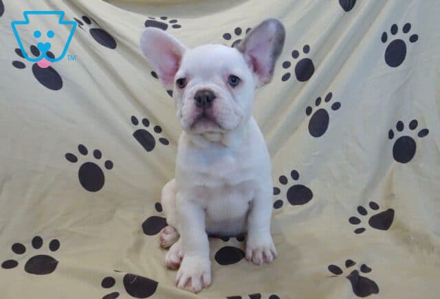 Louie French Bulldog Retake image