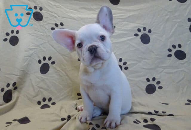 Louie French Bulldog Retake2 image