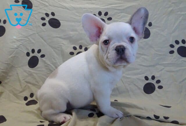 Louie French Bulldog Retake3 image