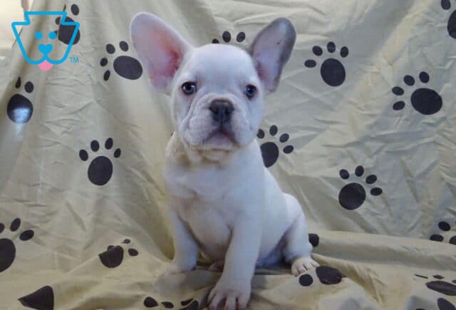 Louie French Bulldog Retake4 image
