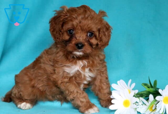 Lovey Cavapoo image