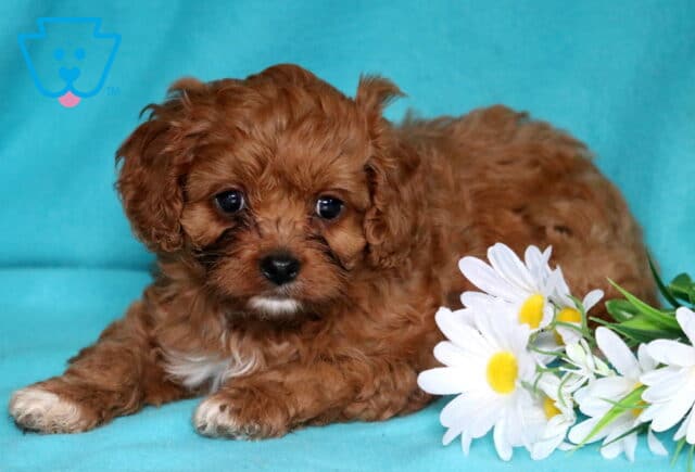 Lovey Cavapoo2 image