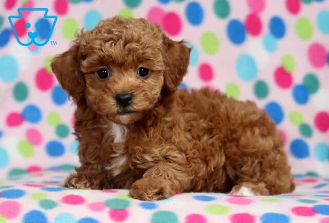 Lovey Mini Poodle image