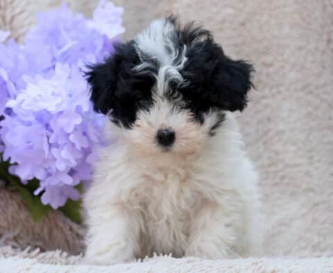 Lovey Mini Poodle