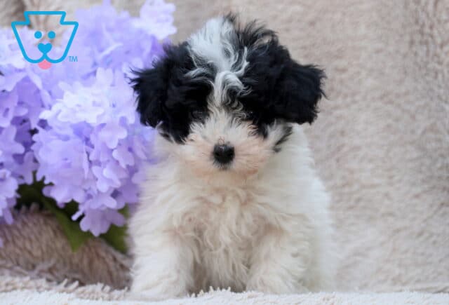 Lovey Mini Poodle image