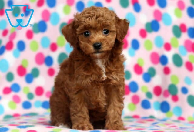 Lovey Mini Poodle2 image