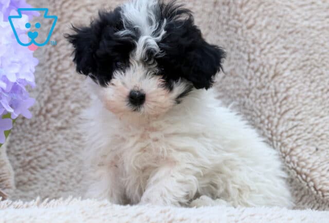 Lovey Mini Poodle2 image