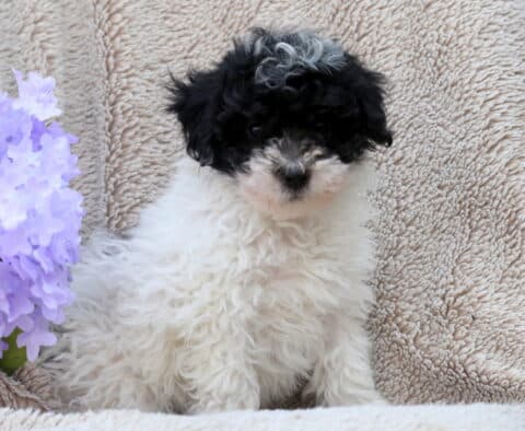 Luke Mini poodle