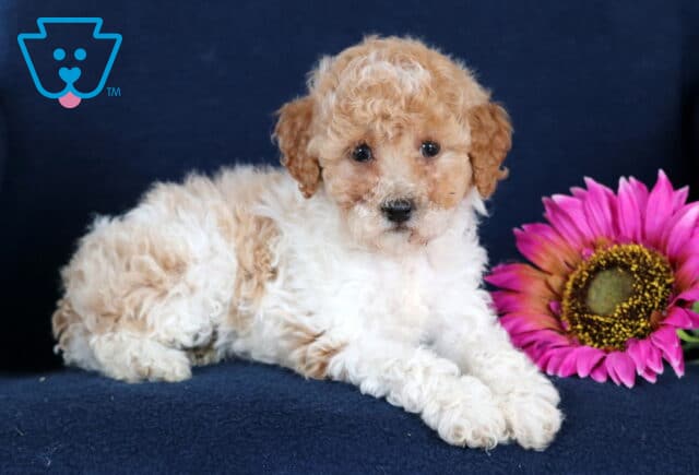Mac Toy Poodle image
