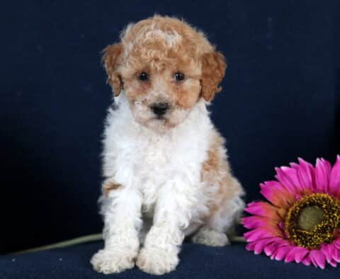 Mac Toy Poodle2