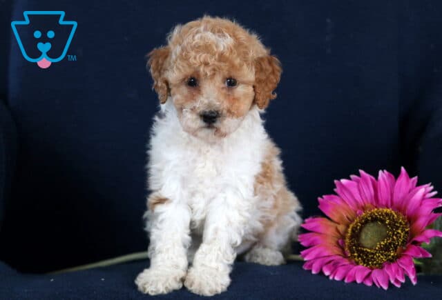 Mac Toy Poodle2 image