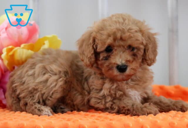 Macey Mini Poodle image