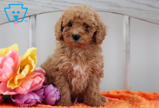 Macey Mini Poodle2 image