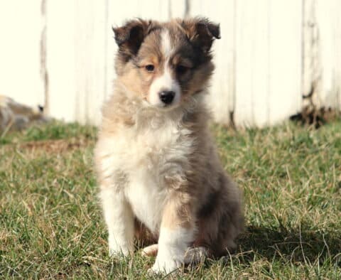 Macho SHeltie