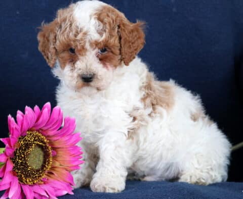 Maggie Toy Poodle