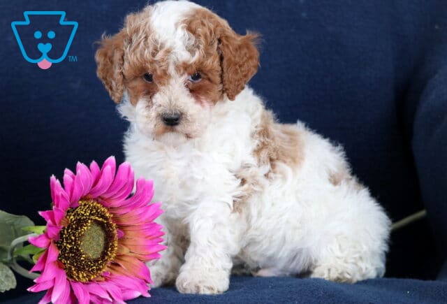 Maggie Toy Poodle image