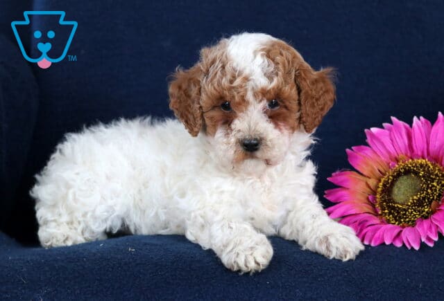 Maggie Toy Poodle2 image