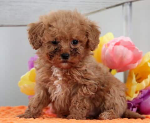 Magic Mini Poodle