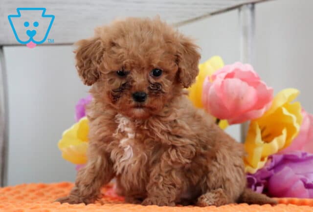 Magic Mini Poodle image