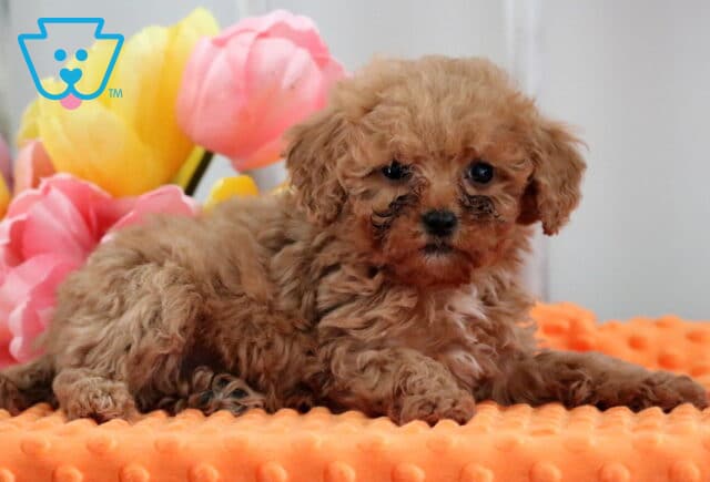 Magic Mini Poodle2 image