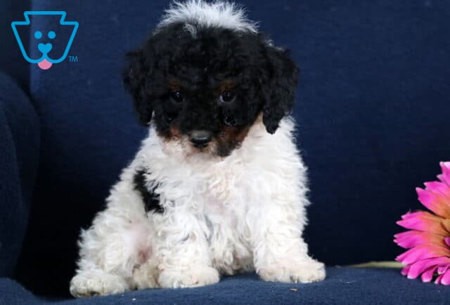 Martin Toy Poodle image