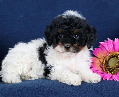 Martin Toy Poodle2