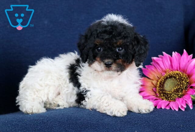 Martin Toy Poodle2 image