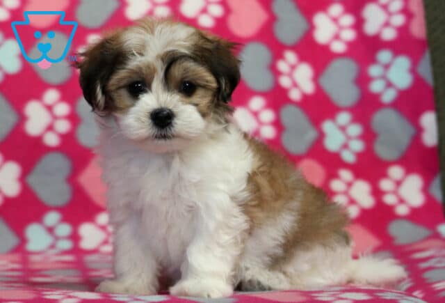 Mckenzie Havanese image