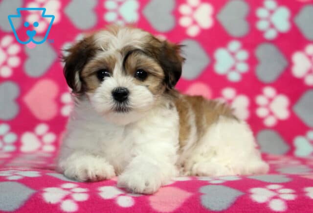 Mckenzie Havanese2 image