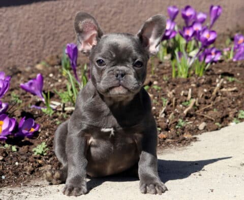 Meadow French Bulldog