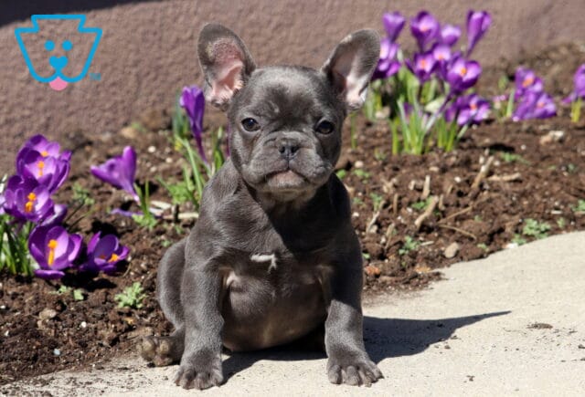 Meadow French Bulldog image