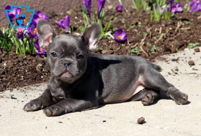 Meadow French Bulldog2 image