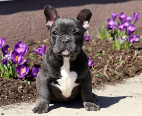 Meatball French Bulldog