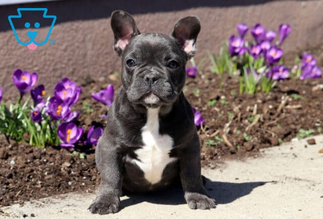 Meatball French Bulldog image