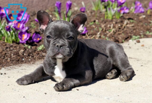 Meatball French Bulldog2 image