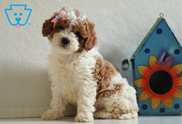 Melody Cavapoo image