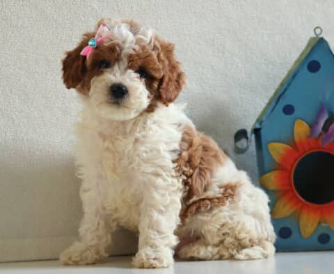 Melody Cavapoo2