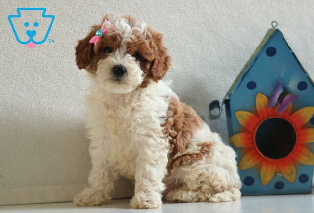 Melody Cavapoo2 image