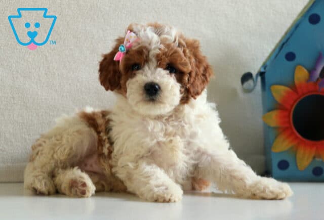 Melody Cavapoo3 image