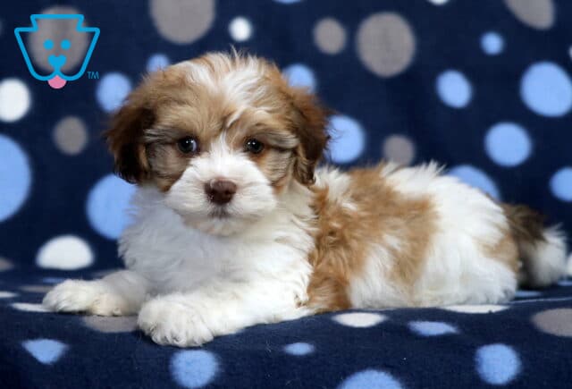 Miles Havanese image