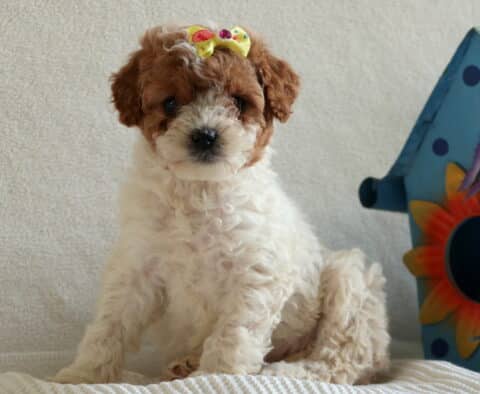 Molly Cavapoo