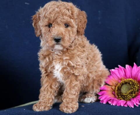 Moris Toy Poodle