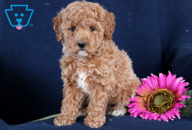 Moris Toy Poodle image