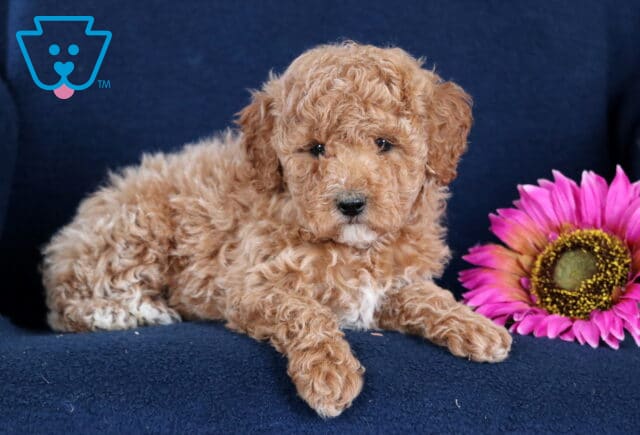 Moris Toy Poodle2 image