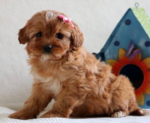 Muffin Cavapoo