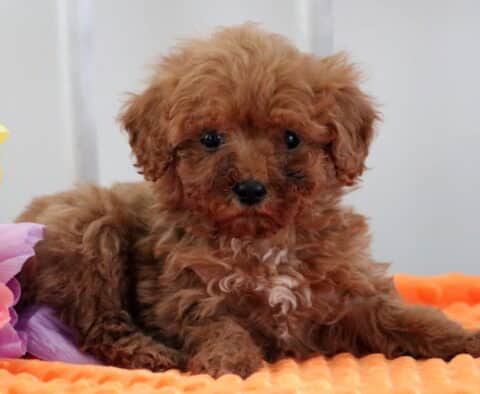Mya Mini Poodle2