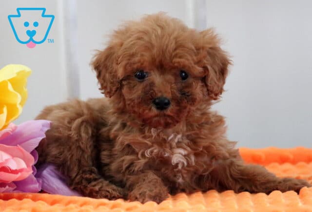 Mya Mini Poodle2 image