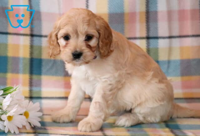 Nala Cavapoo image